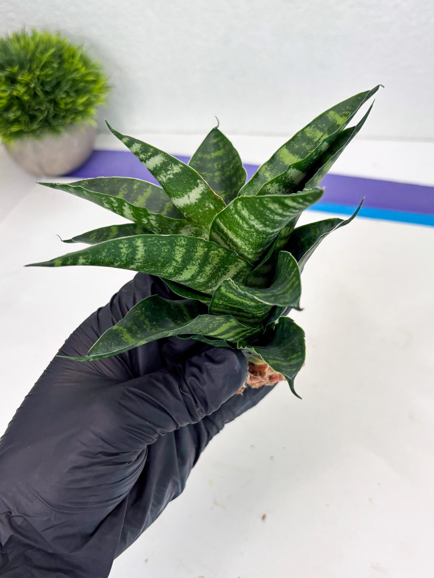 Sansevieria Adikara (Ha2) (5) | Rare hybrid Snake Plant