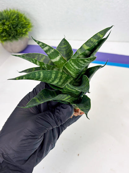 Sansevieria Adikara (Ha2) (5) | Rare hybrid Snake Plant
