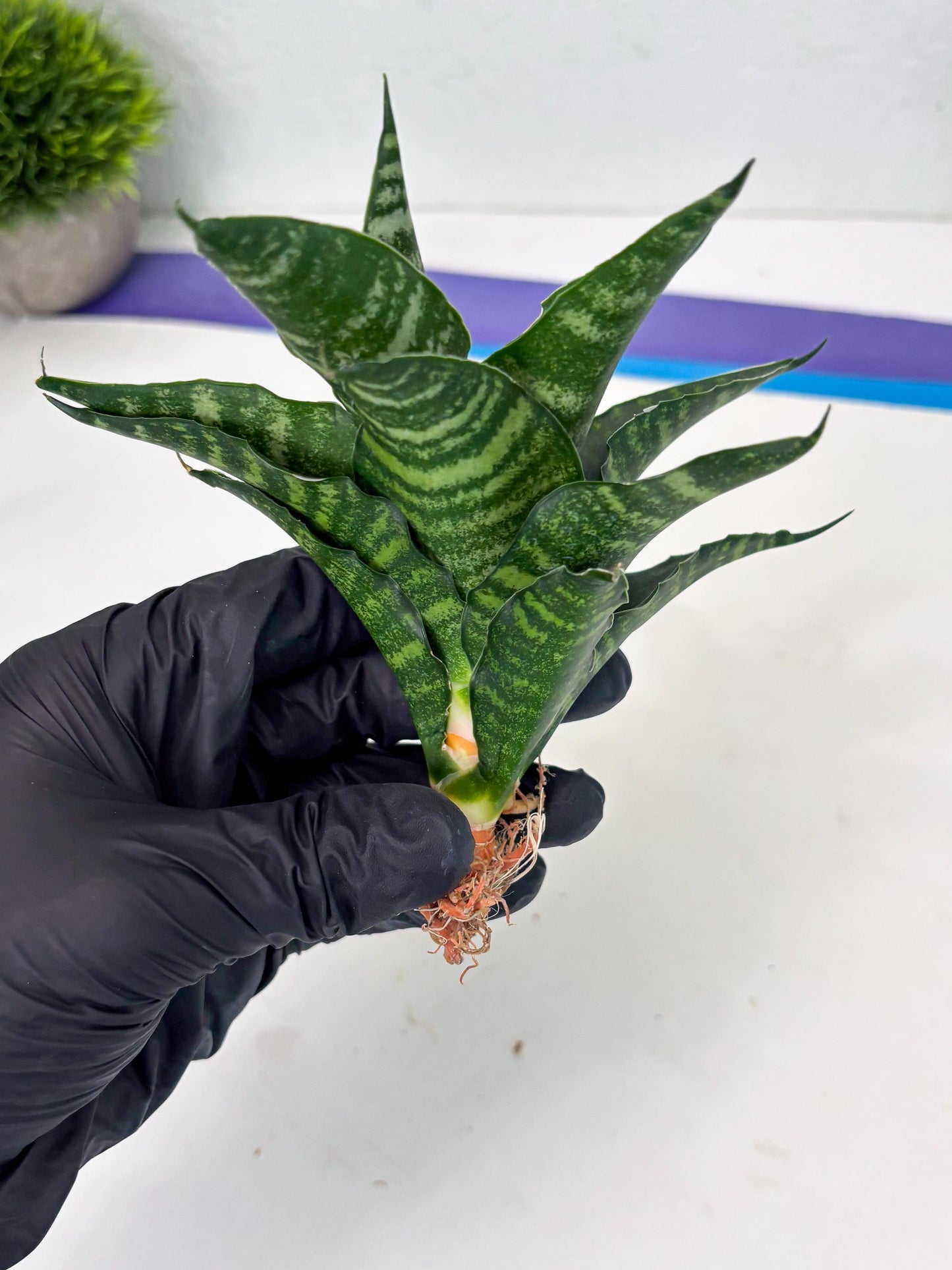 Sansevieria Adikara (Ha2) (5) | Rare hybrid Snake Plant