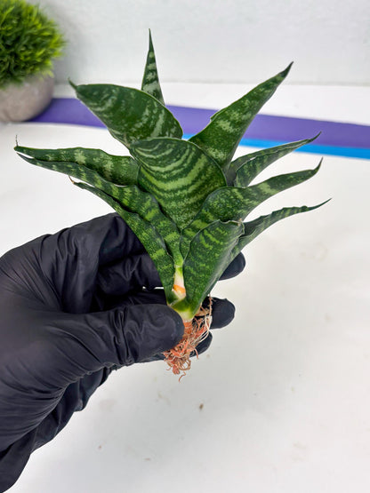 Sansevieria Adikara (Ha2) (5) | Rare hybrid Snake Plant