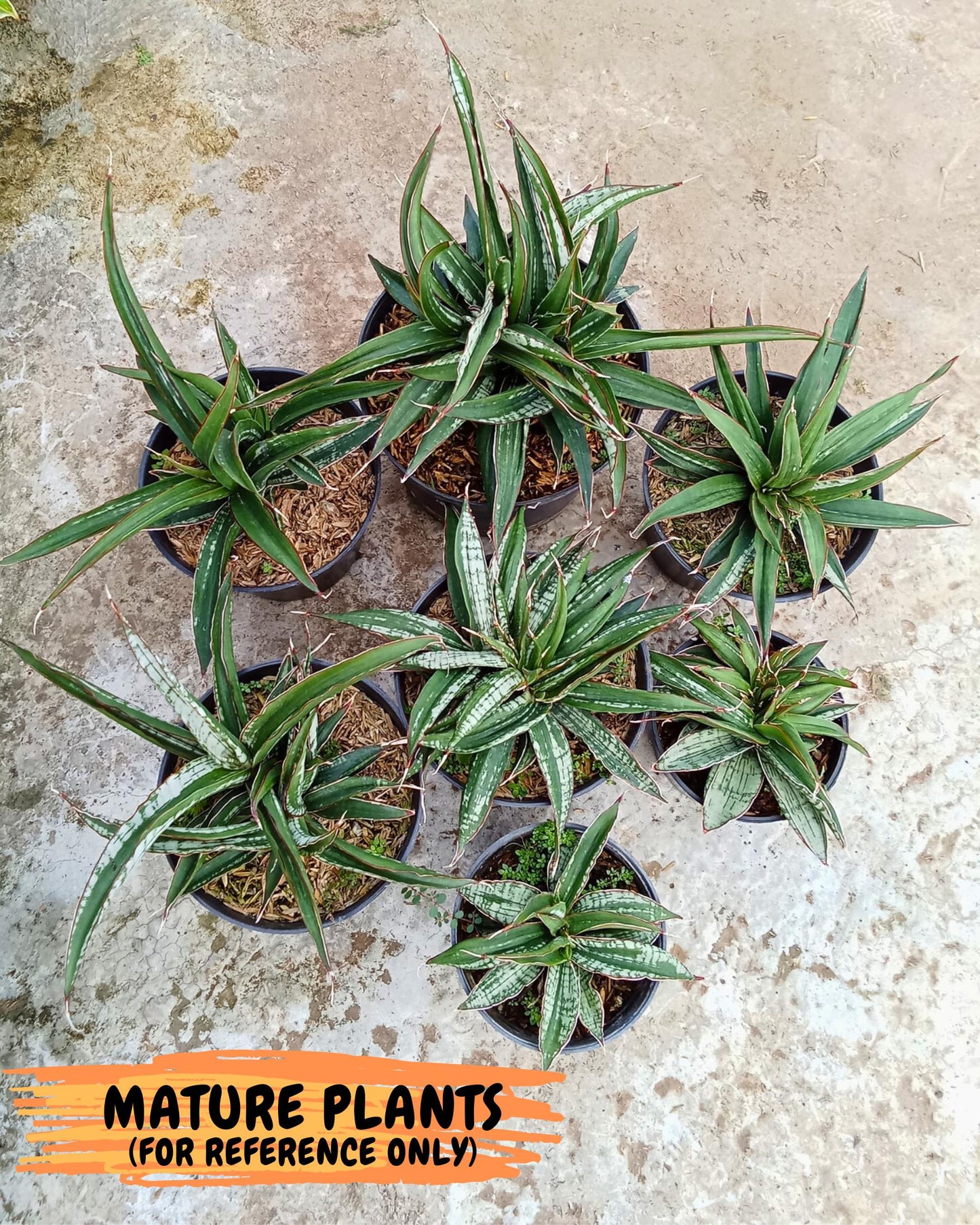 Sansevieria Fenomenal Crested (Ha2) (7) | Rare hybrid Snake Plant