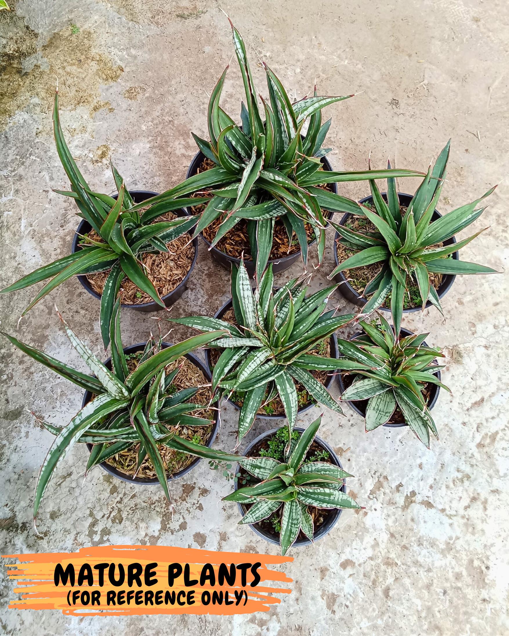 Sansevieria Fenomenal Crested (Ha2) (7) | Rare hybrid Snake Plant