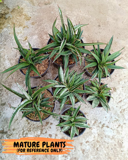 Sansevieria Fenomenal Crested (Ha2) (7) | Rare hybrid Snake Plant
