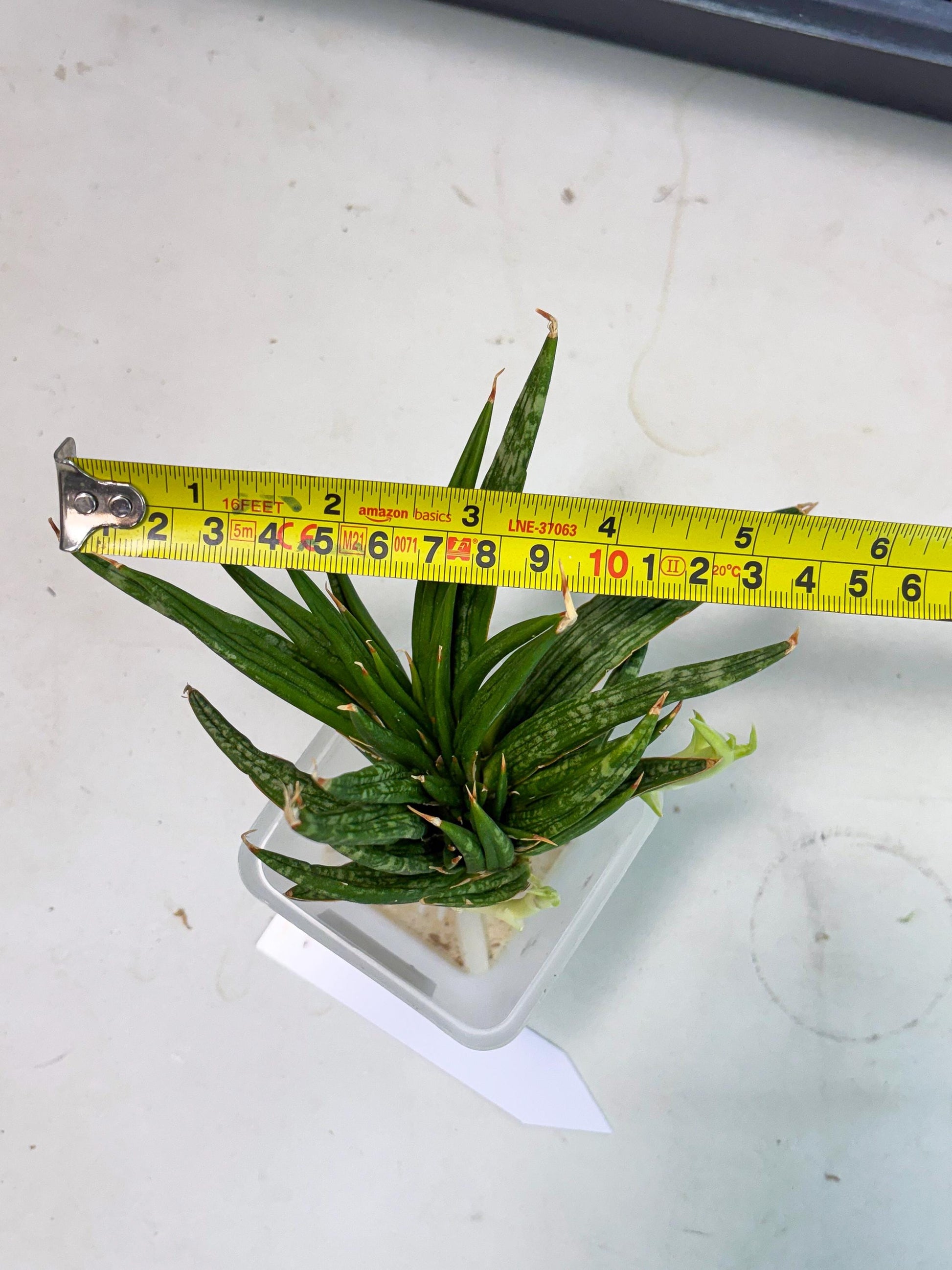 Sansevieria Fenomenal Crested (Ha2) (7) | Rare hybrid Snake Plant