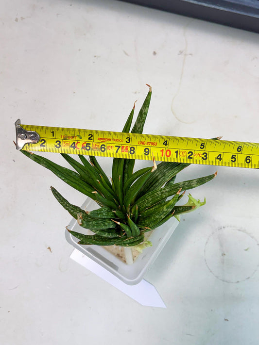 Sansevieria Fenomenal Crested (Ha2) (7) | Rare hybrid Snake Plant
