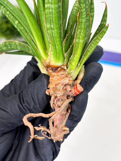 Sansevieria Fenomenal Crested (Ha2) (7) | Rare hybrid Snake Plant