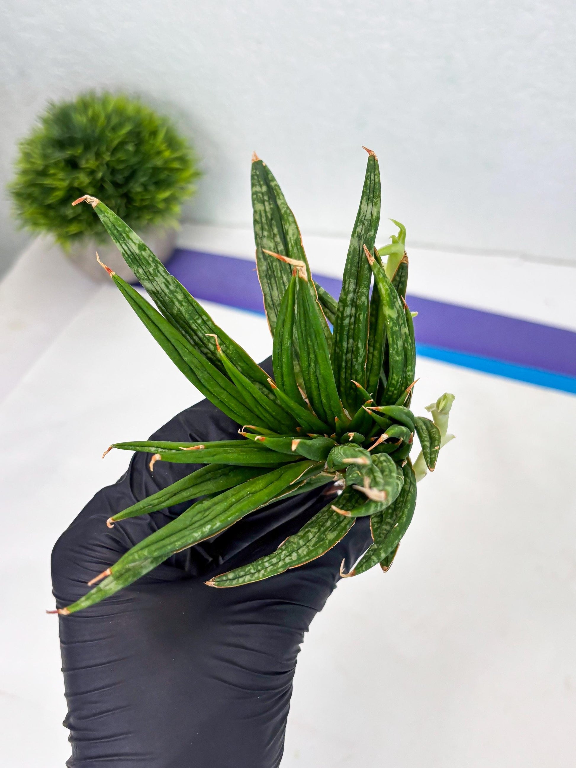 Sansevieria Fenomenal Crested (Ha2) (7) | Rare hybrid Snake Plant