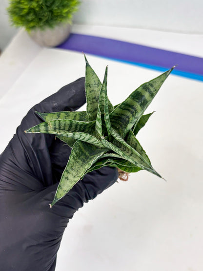 Sansevieria Emely (Ha2) (8) | Rare hybrid Snake Plant
