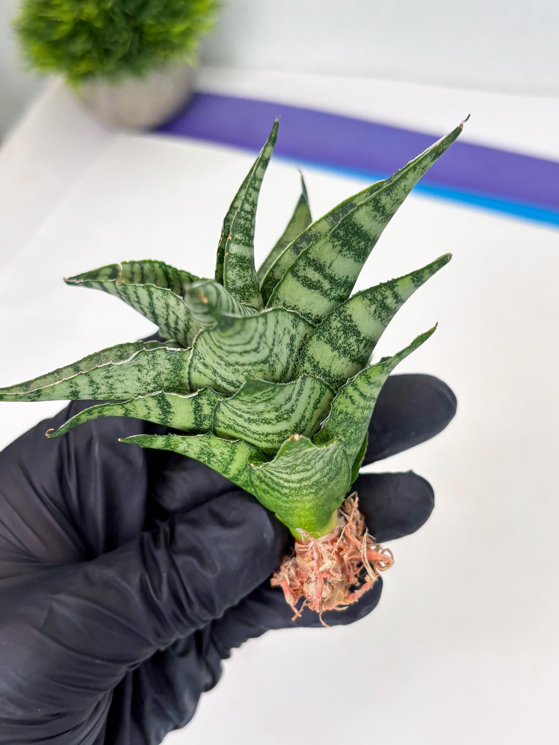 Sansevieria Emely (Ha2) (8) | Rare hybrid Snake Plant