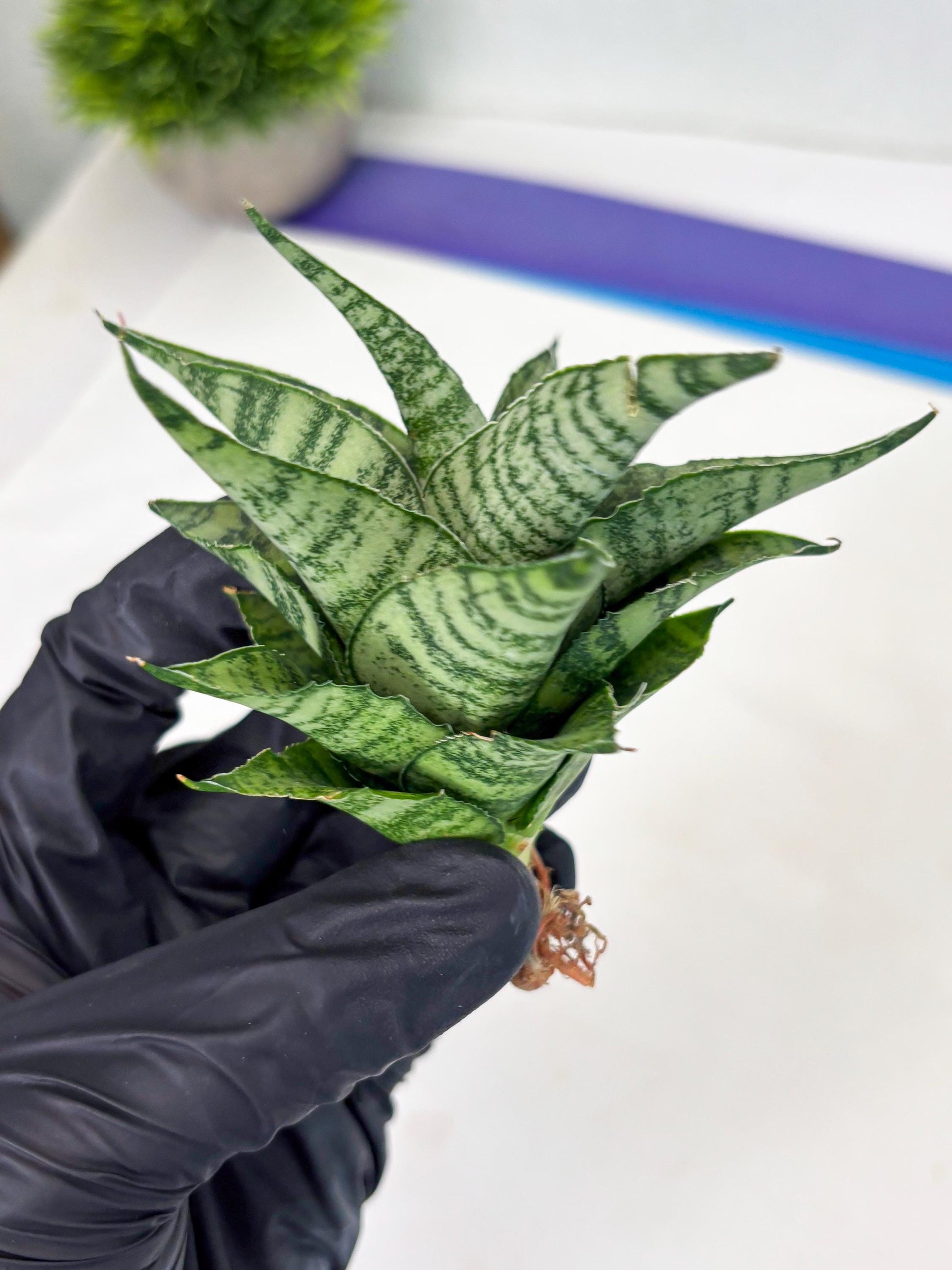 Sansevieria Emely (Ha2) (8) | Rare hybrid Snake Plant