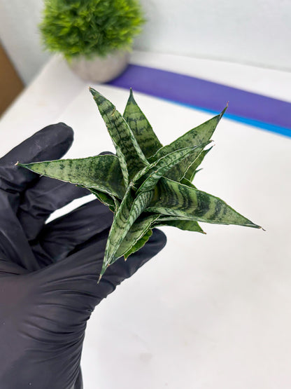 Sansevieria Emely (Ha2) (8) | Rare hybrid Snake Plant