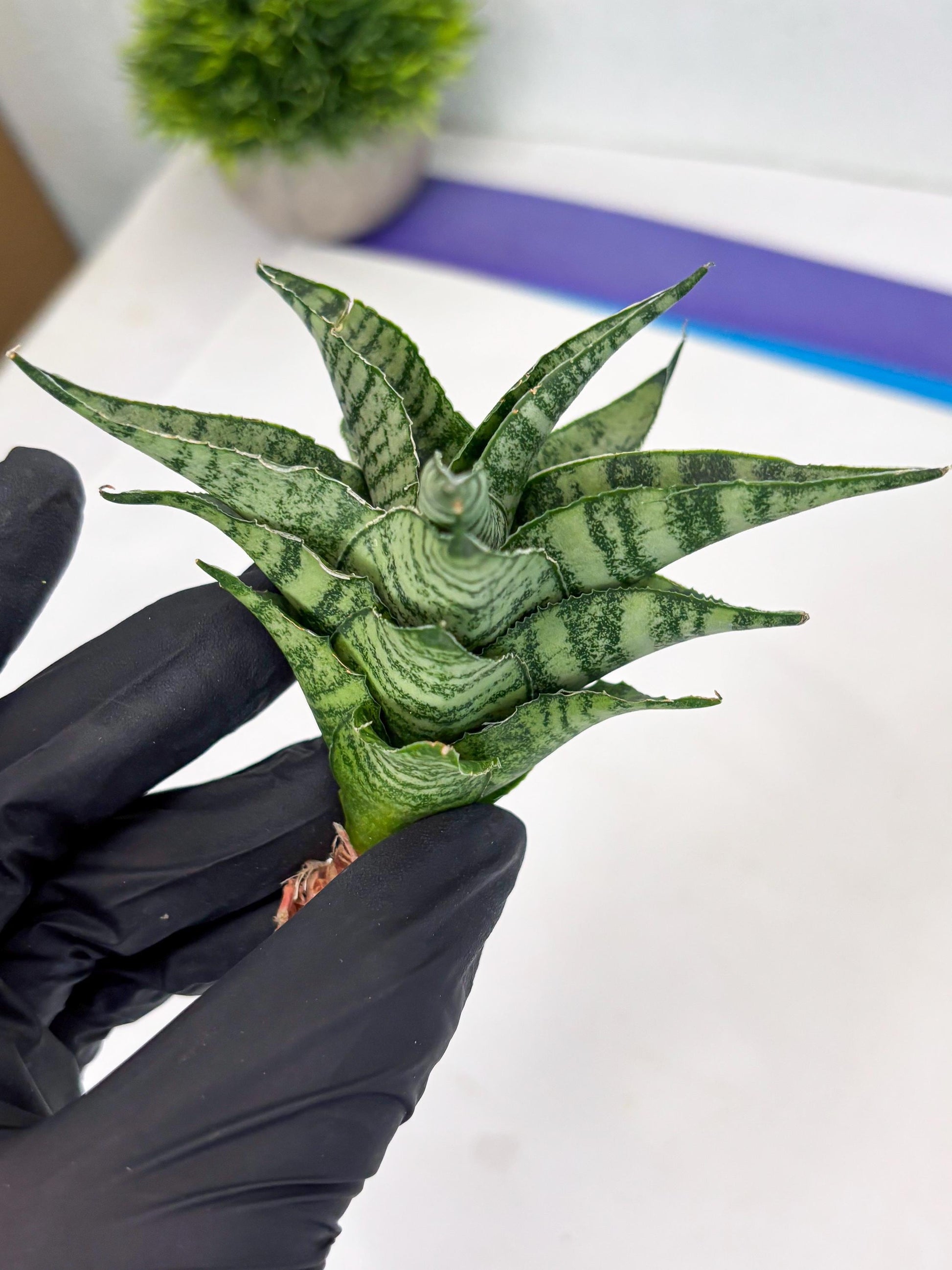 Sansevieria Emely (Ha2) (8) | Rare hybrid Snake Plant