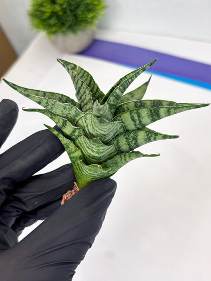 Sansevieria Emely (Ha2) (8) | Rare hybrid Snake Plant