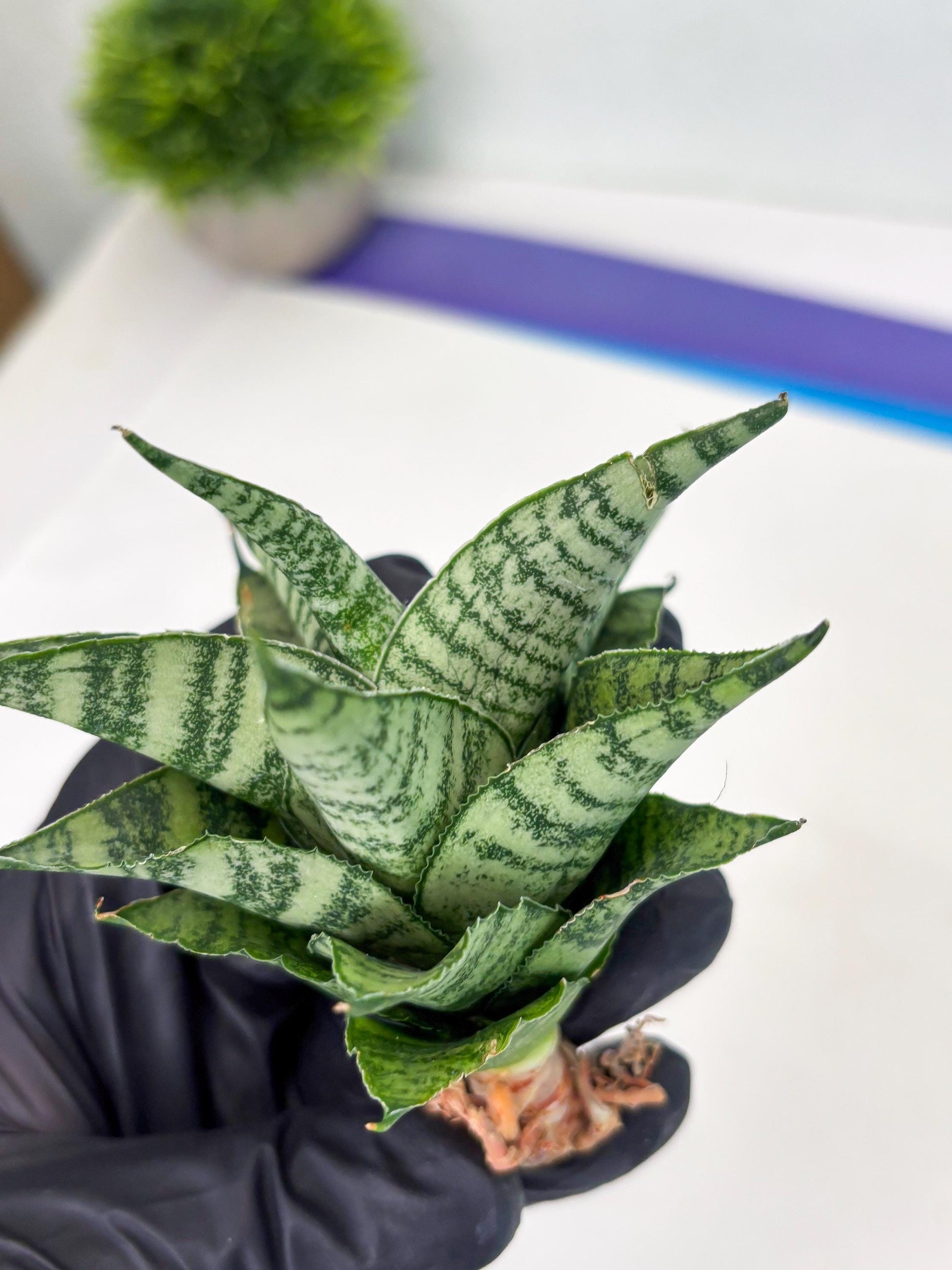 Sansevieria Emely (Ha2) (8) | Rare hybrid Snake Plant