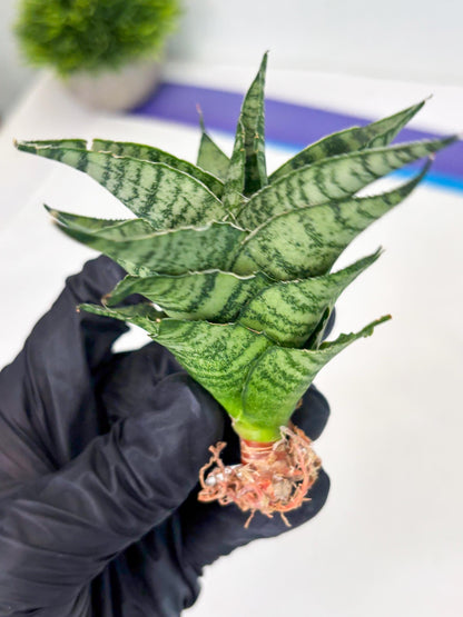 Sansevieria Emely (Ha2) (8) | Rare hybrid Snake Plant