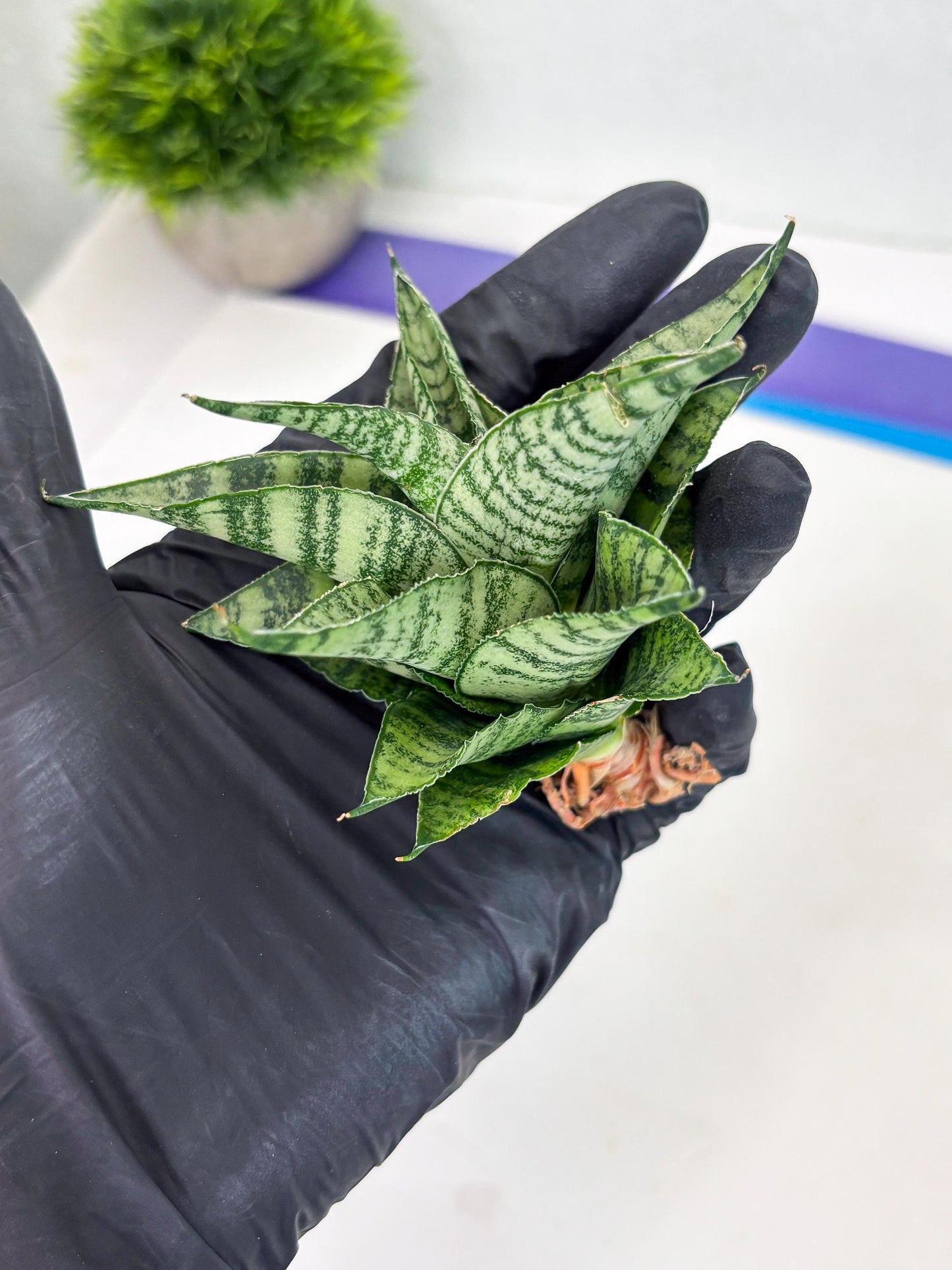 Sansevieria Emely (Ha2) (8) | Rare hybrid Snake Plant
