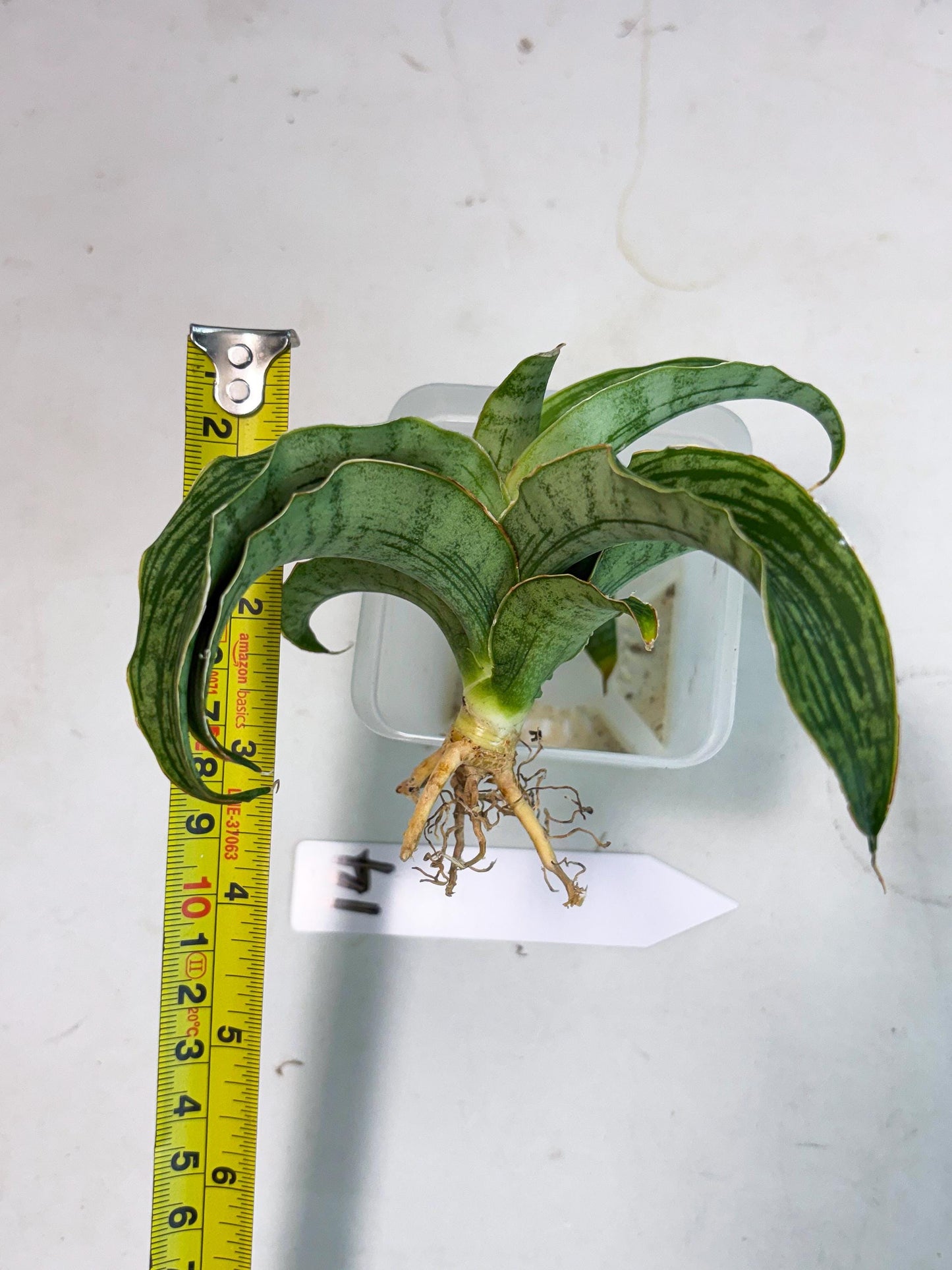 Sansevieria Laily (Ha2) (14) | Rare hybrid Snake Plant