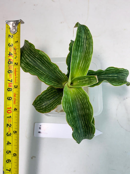Sansevieria Laily (Ha2) (14) | Rare hybrid Snake Plant