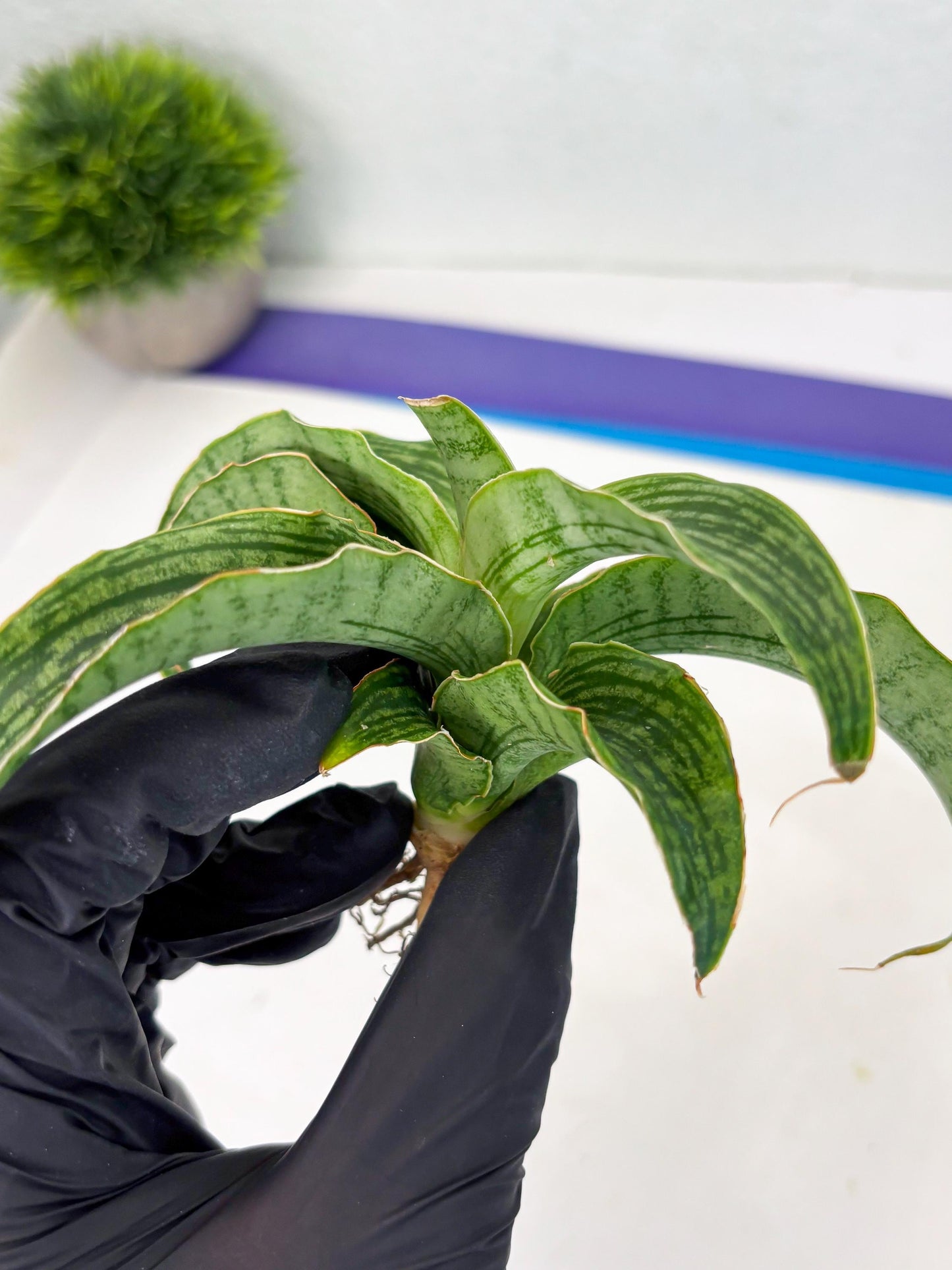 Sansevieria Laily (Ha2) (14) | Rare hybrid Snake Plant