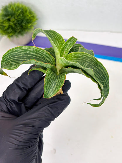 Sansevieria Laily (Ha2) (14) | Rare hybrid Snake Plant