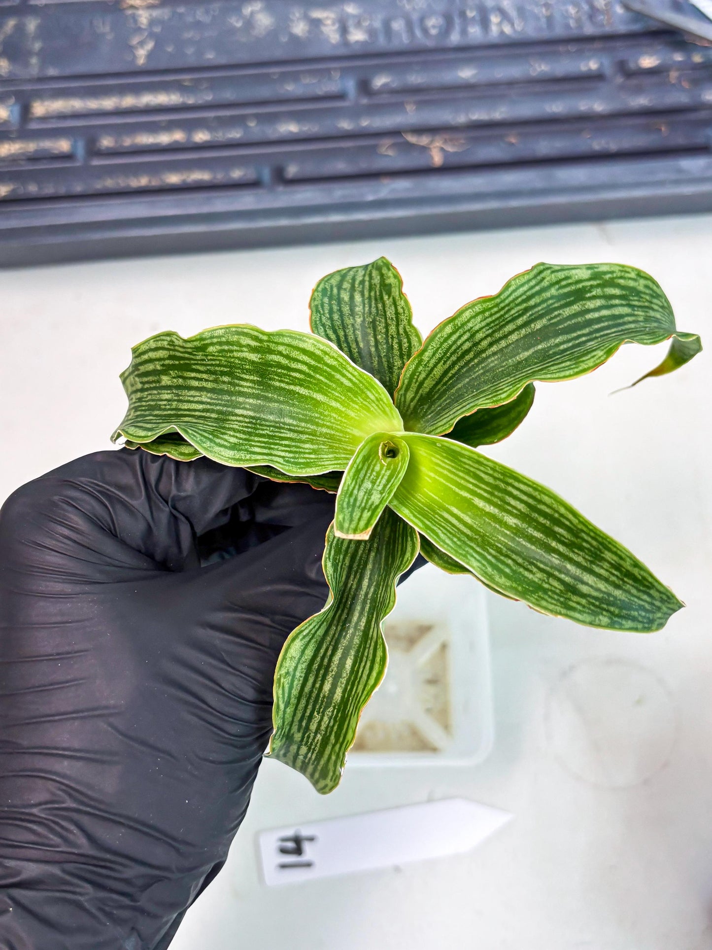 Sansevieria Laily (Ha2) (14) | Rare hybrid Snake Plant