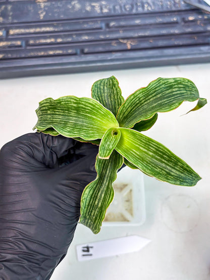 Sansevieria Laily (Ha2) (14) | Rare hybrid Snake Plant