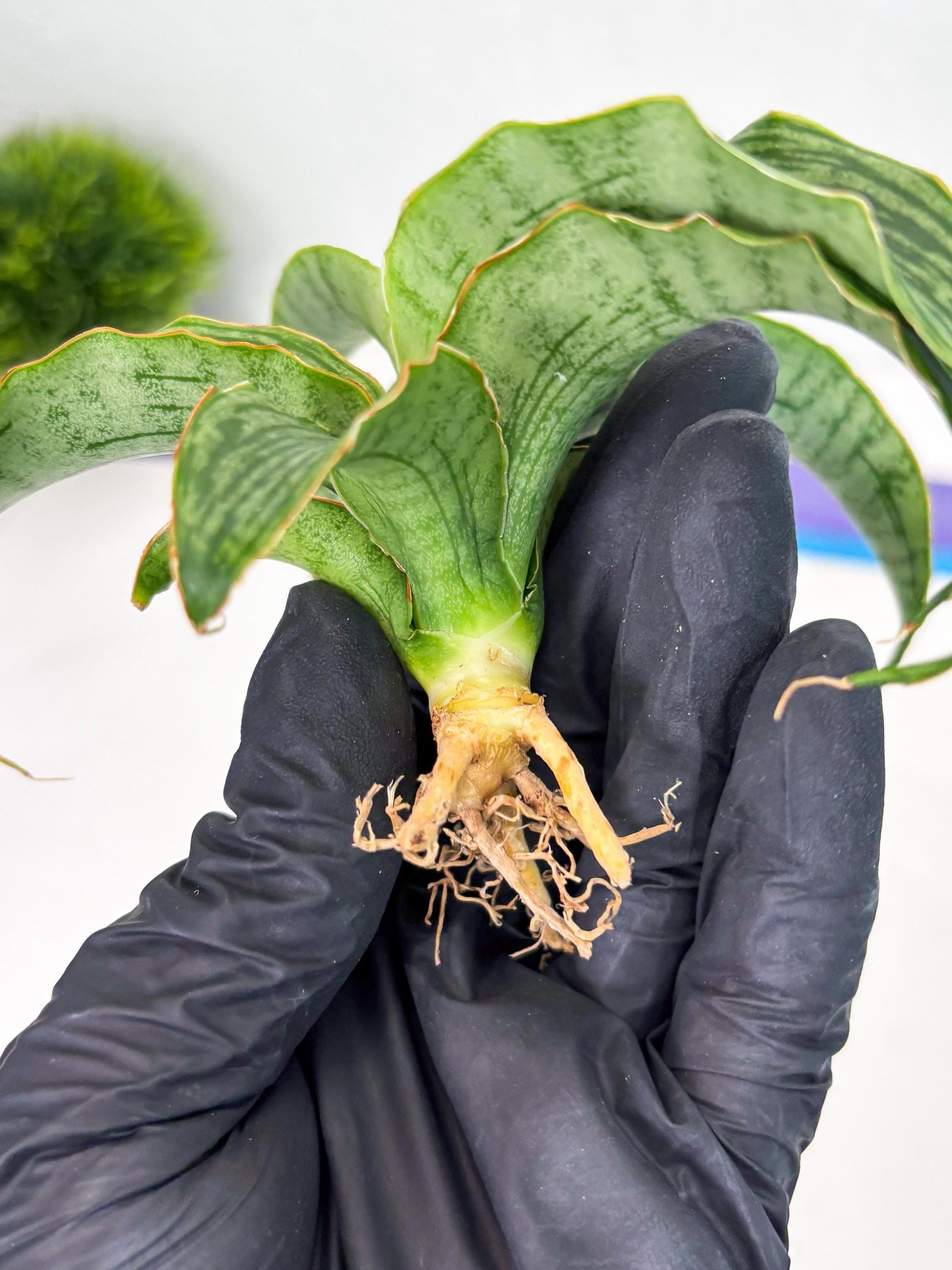 Sansevieria Laily (Ha2) (14) | Rare hybrid Snake Plant
