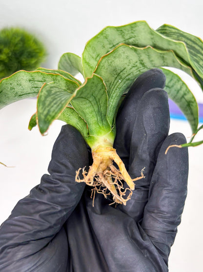 Sansevieria Laily (Ha2) (14) | Rare hybrid Snake Plant