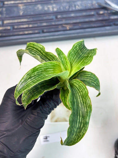 Sansevieria Laily (Ha2) (14) | Rare hybrid Snake Plant