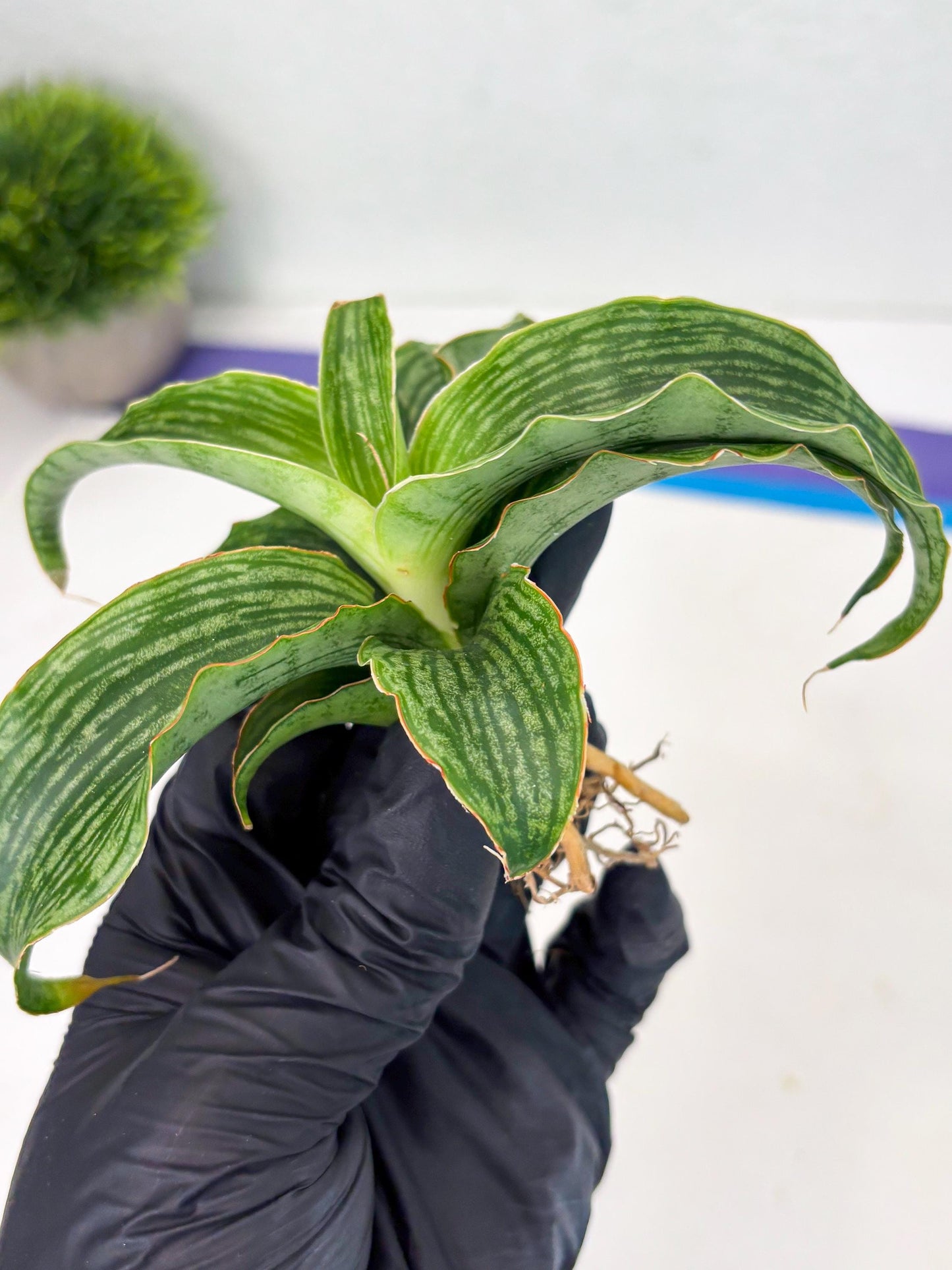 Sansevieria Laily (Ha2) (14) | Rare hybrid Snake Plant