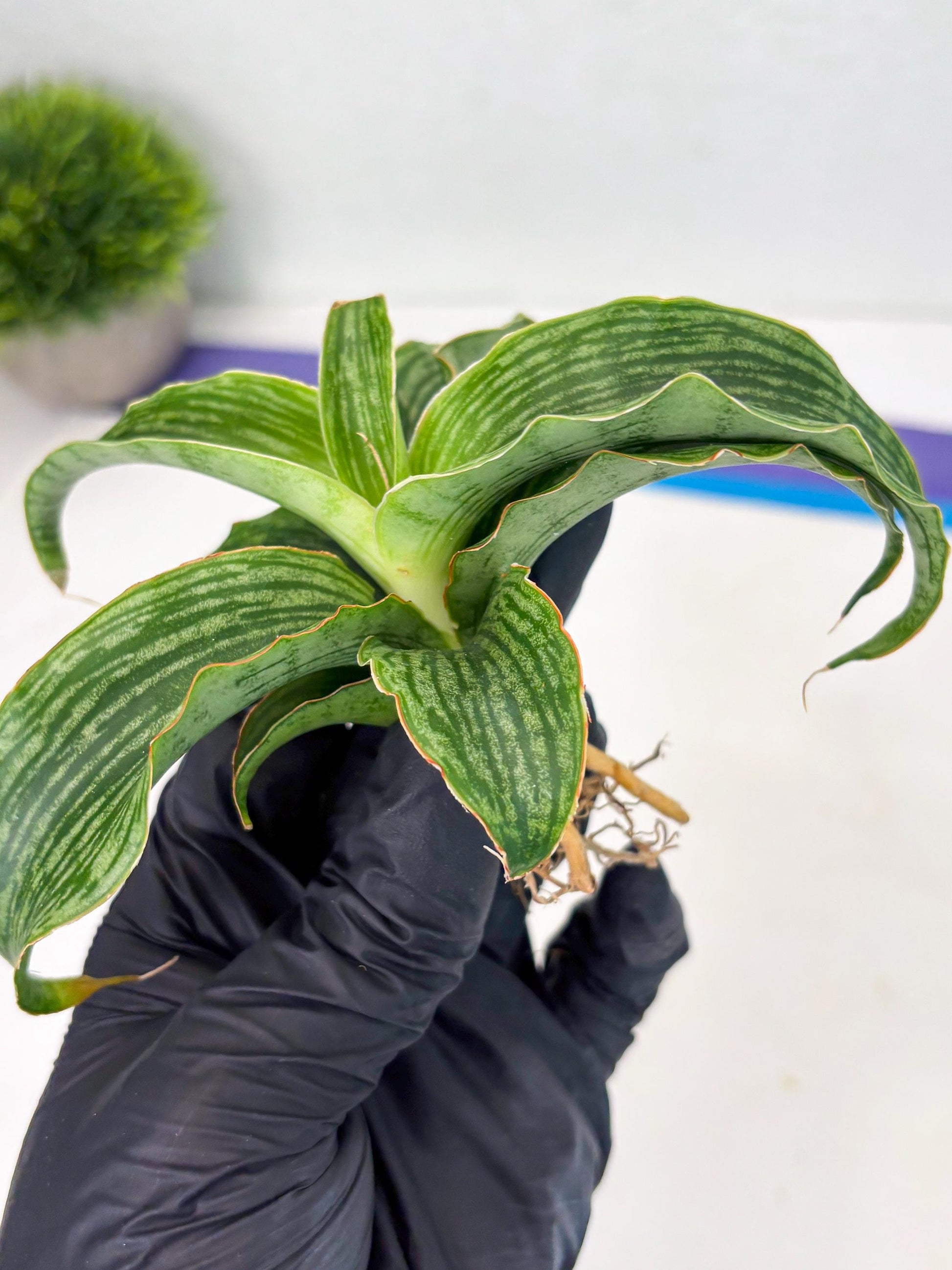 Sansevieria Laily (Ha2) (14) | Rare hybrid Snake Plant