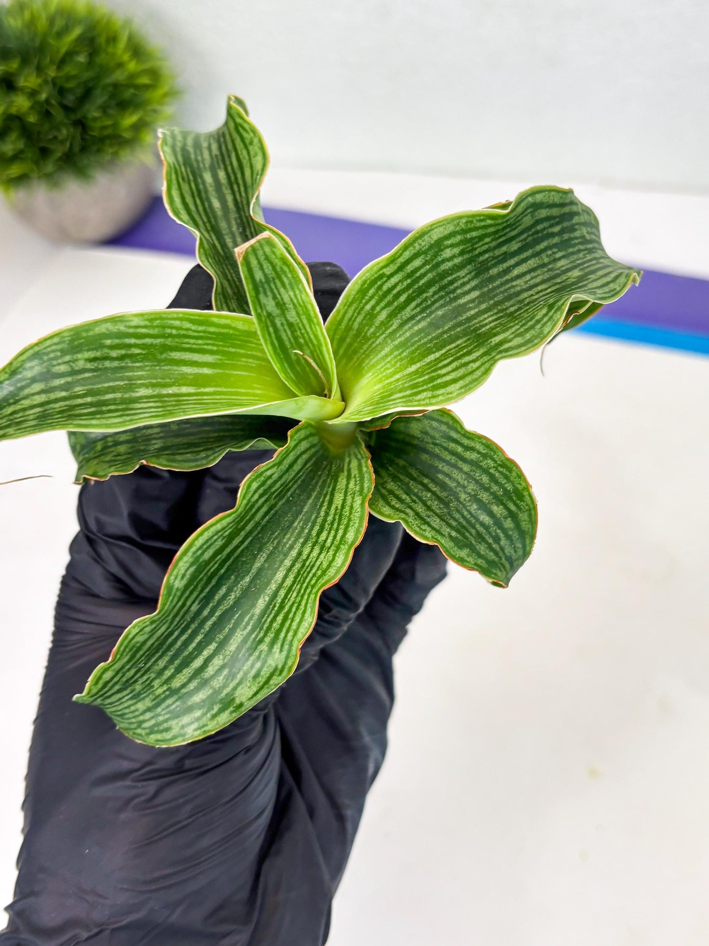 Sansevieria Laily (Ha2) (14) | Rare hybrid Snake Plant