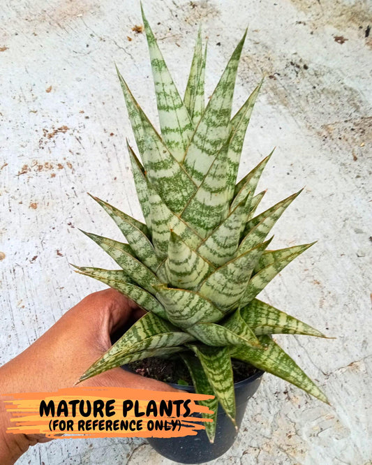 Sansevieria Personi x cordova x boncel (Ha2) (15)