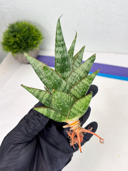 Sansevieria Personi x cordova x boncel (Ha2) (15)
