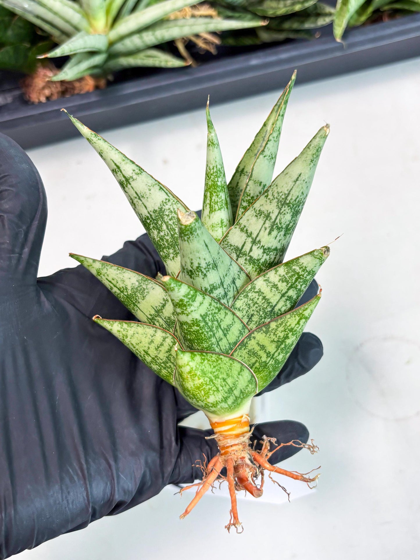 Sansevieria Personi x cordova x boncel (Ha2) (15)