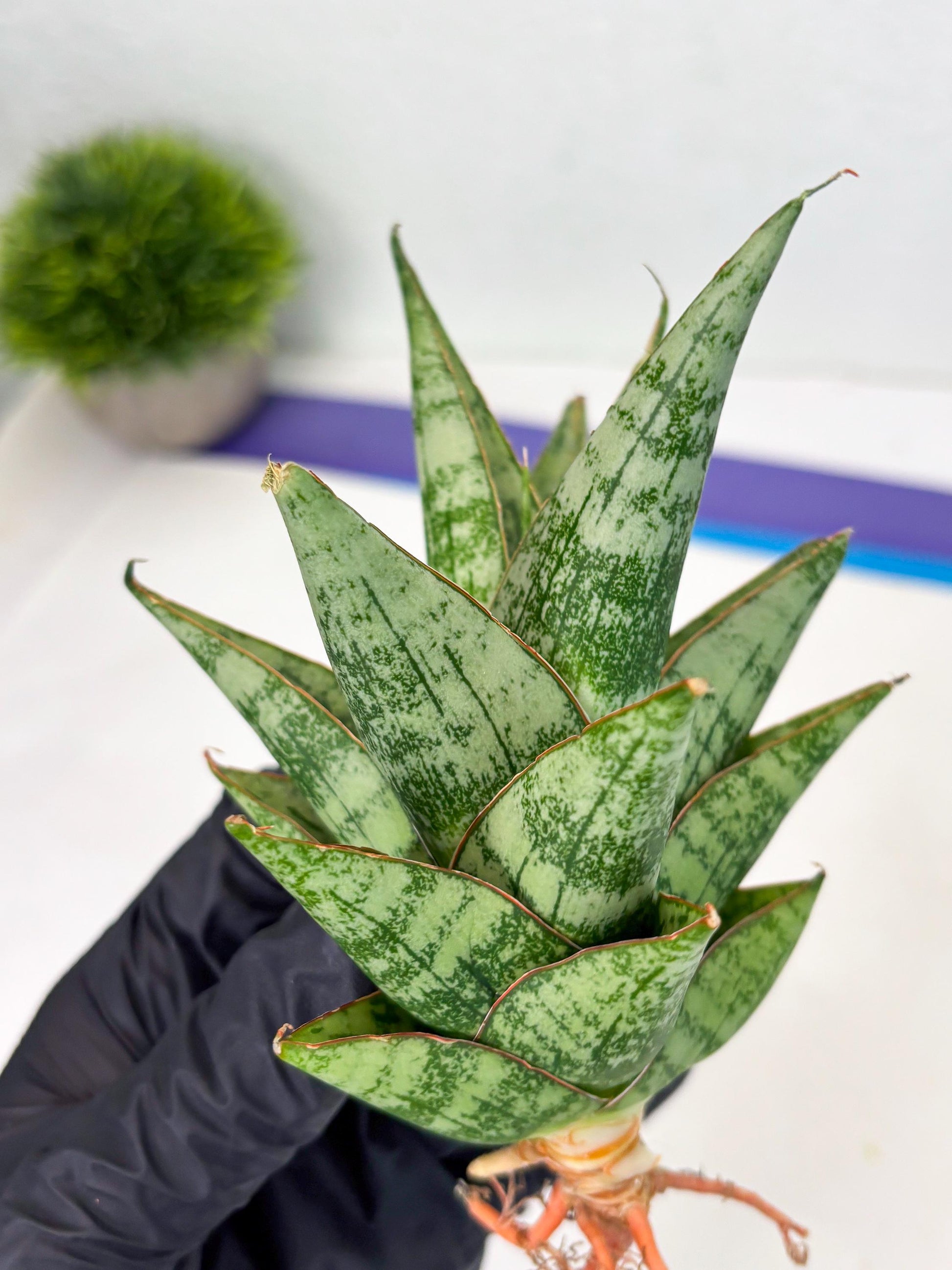 Sansevieria Personi x cordova x boncel (Ha2) (15)