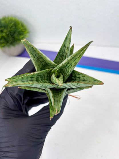 Sansevieria Personi x cordova x boncel (Ha2) (15)
