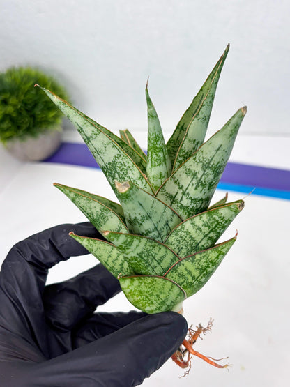 Sansevieria Personi x cordova x boncel (Ha2) (15)
