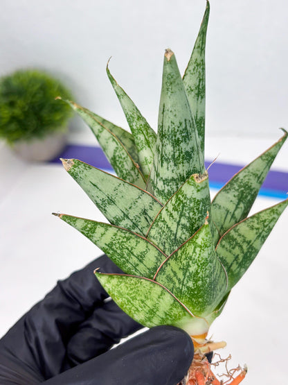 Sansevieria Personi x cordova x boncel (Ha2) (15)