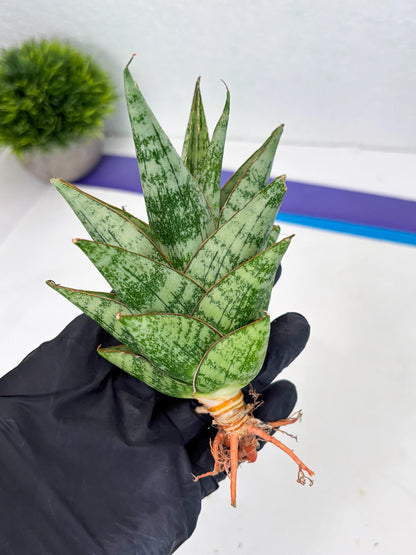 Sansevieria Personi x cordova x boncel (Ha2) (15)