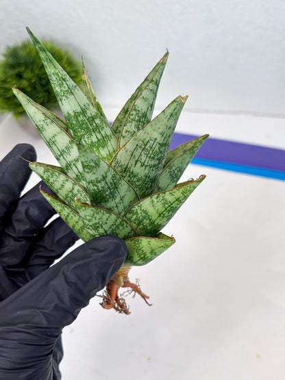 Sansevieria Personi x cordova x boncel (Ha2) (15)