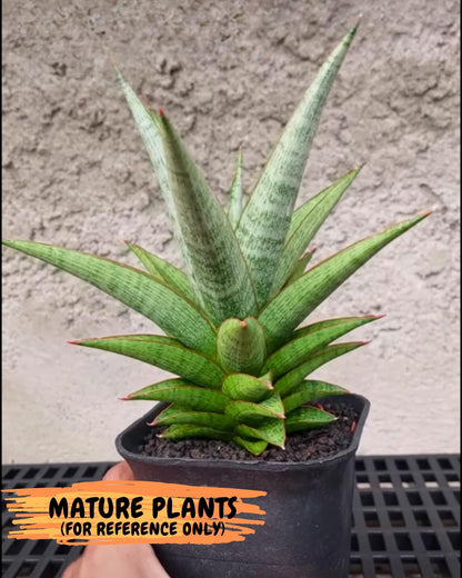 Sansevieria Liwa (Ha2) (17) | Imported