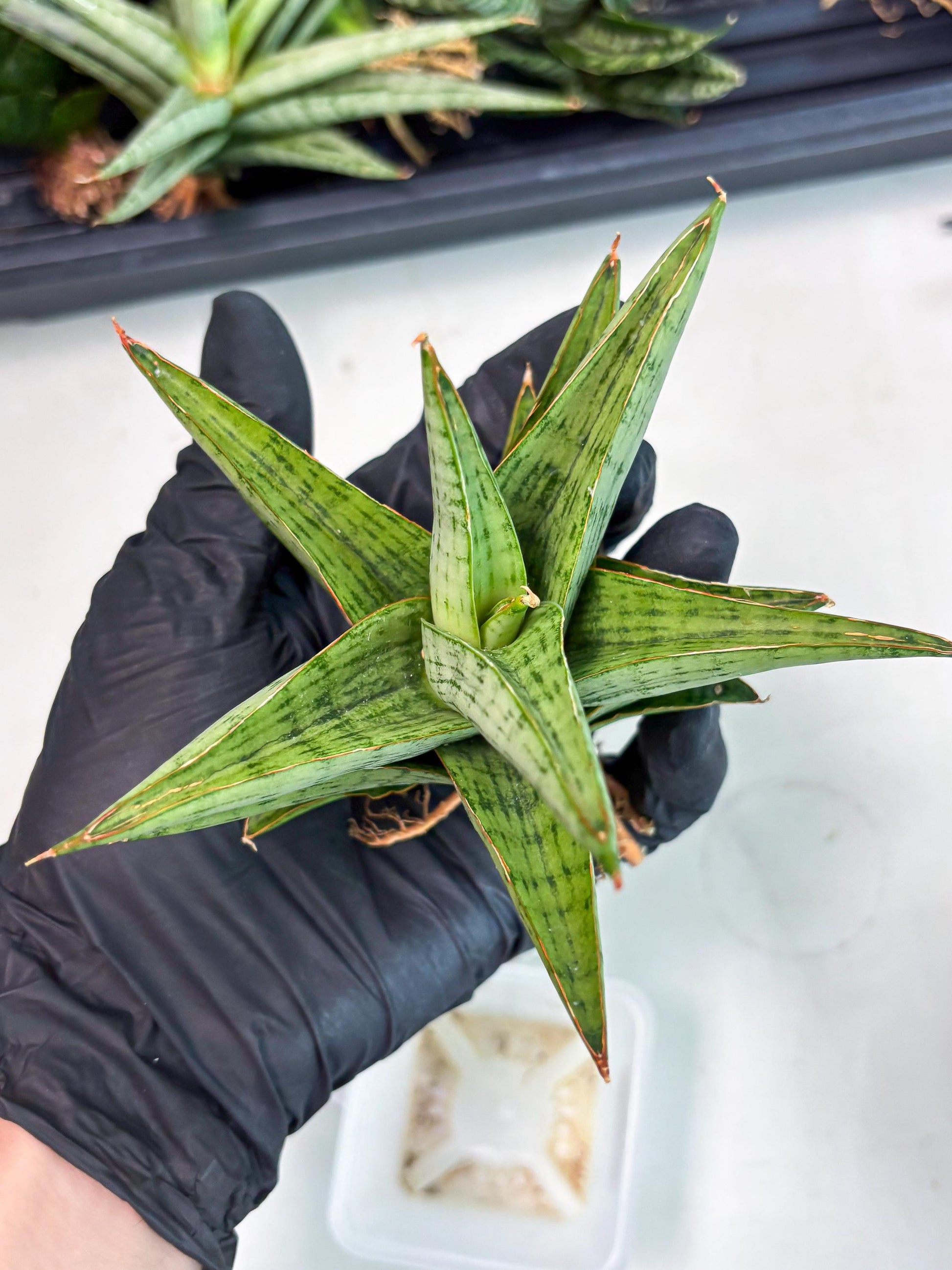 Sansevieria Liwa (Ha2) (17) | Imported