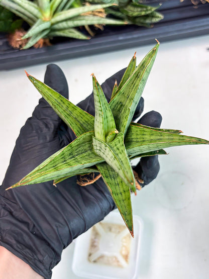 Sansevieria Liwa (Ha2) (17) | Imported