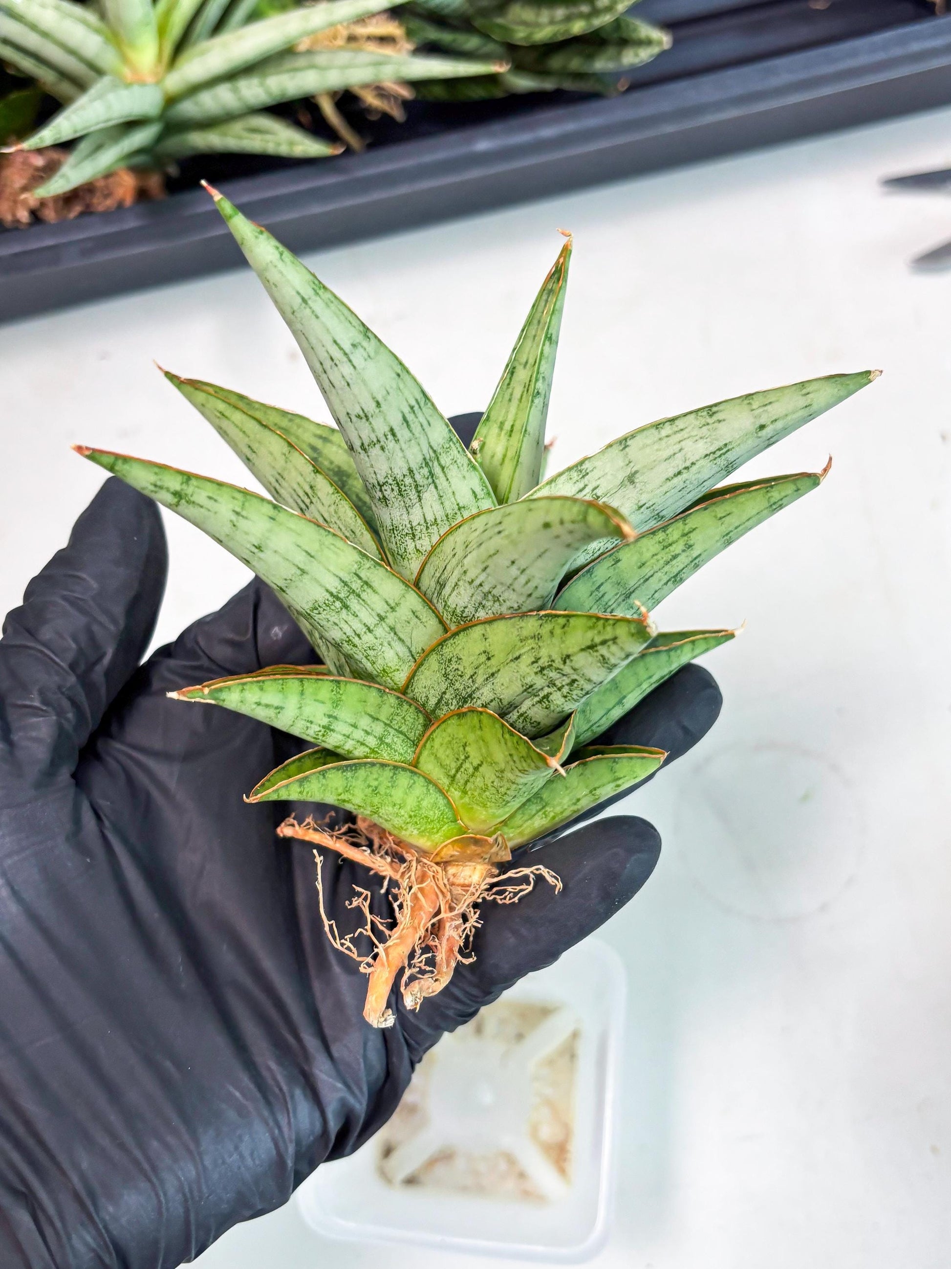 Sansevieria Liwa (Ha2) (17) | Imported
