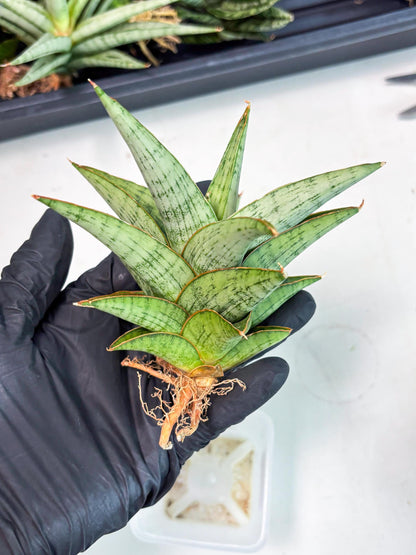 Sansevieria Liwa (Ha2) (17) | Imported