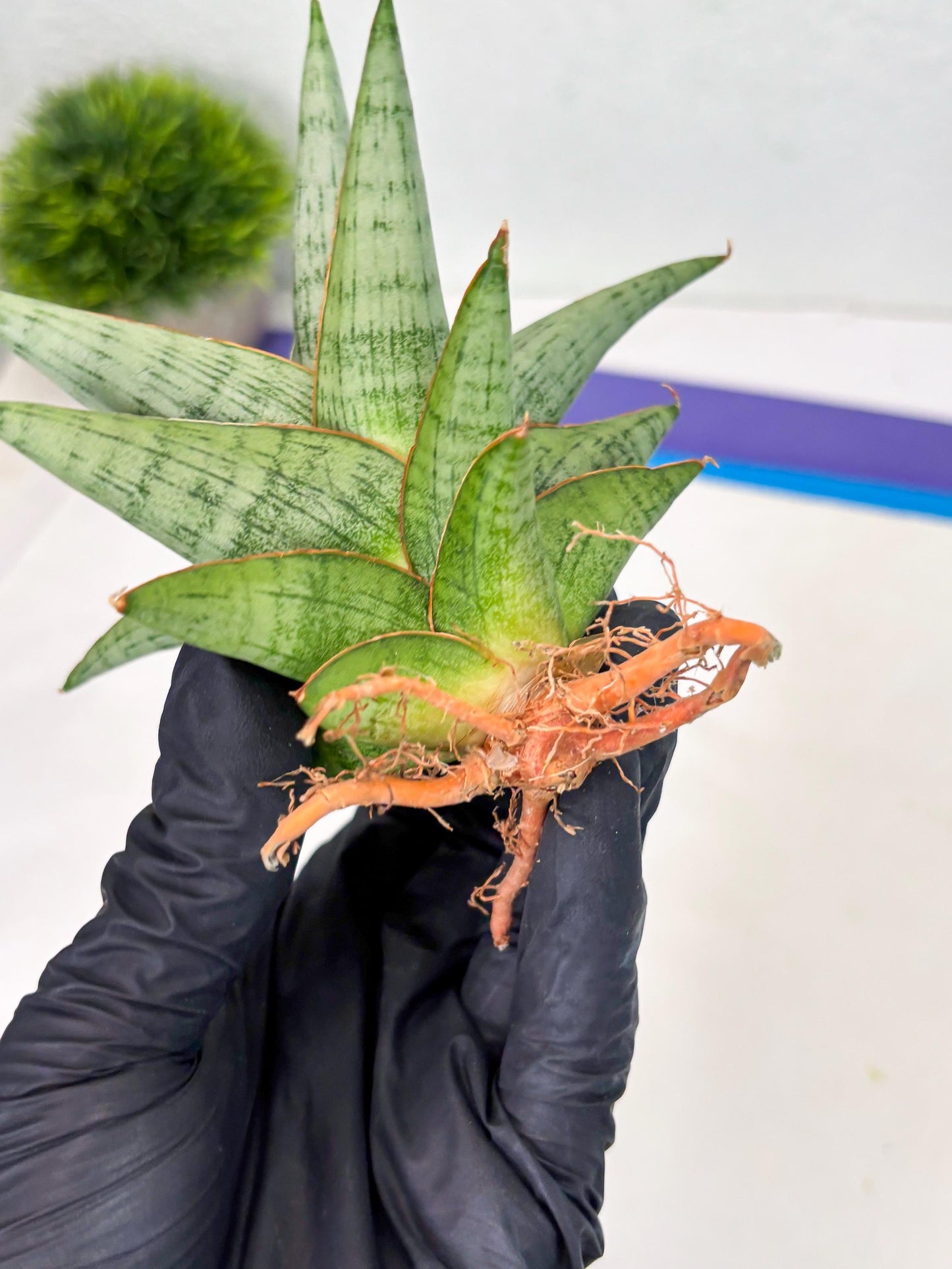 Sansevieria Liwa (Ha2) (17) | Imported
