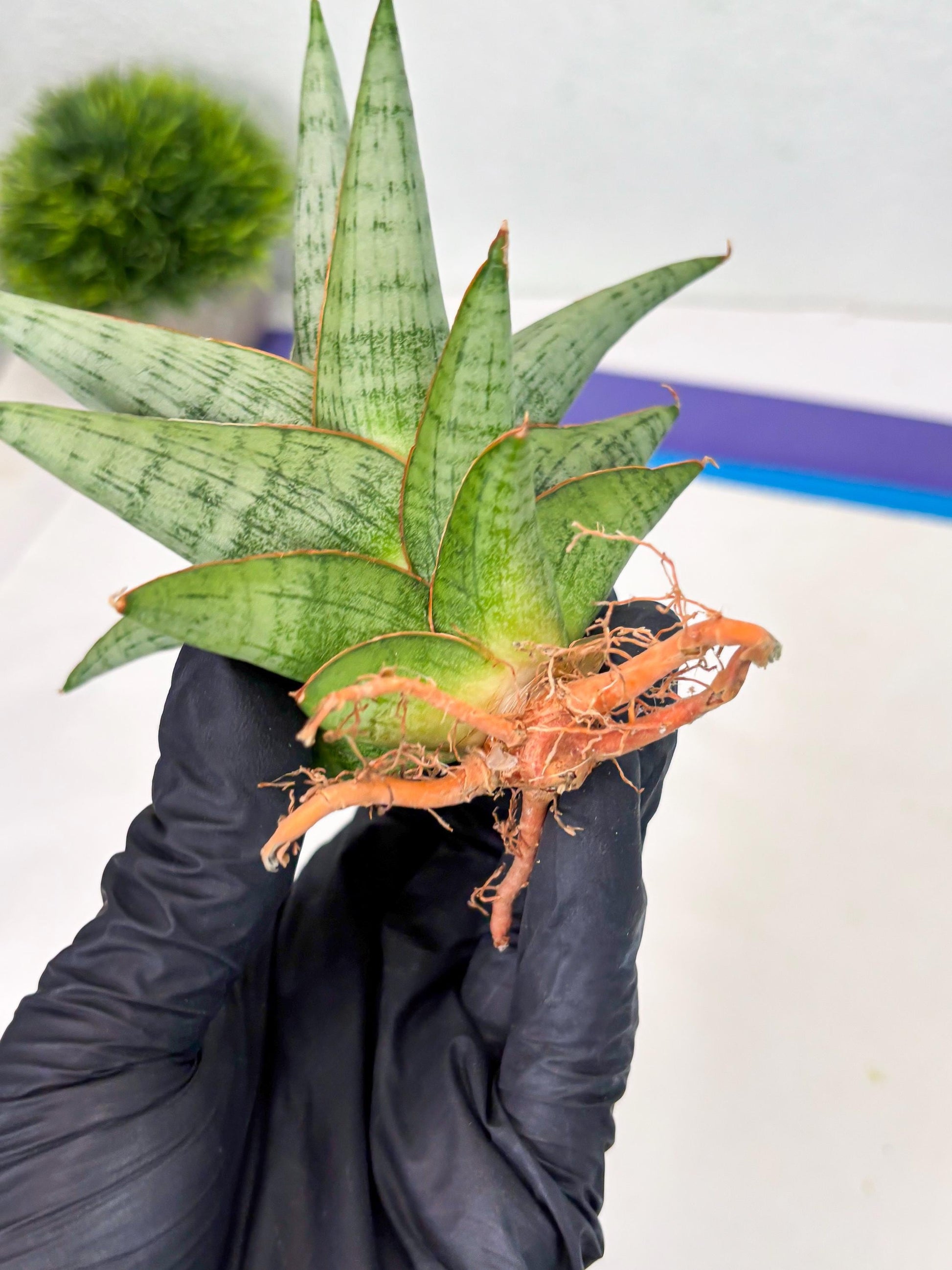 Sansevieria Liwa (Ha2) (17) | Imported