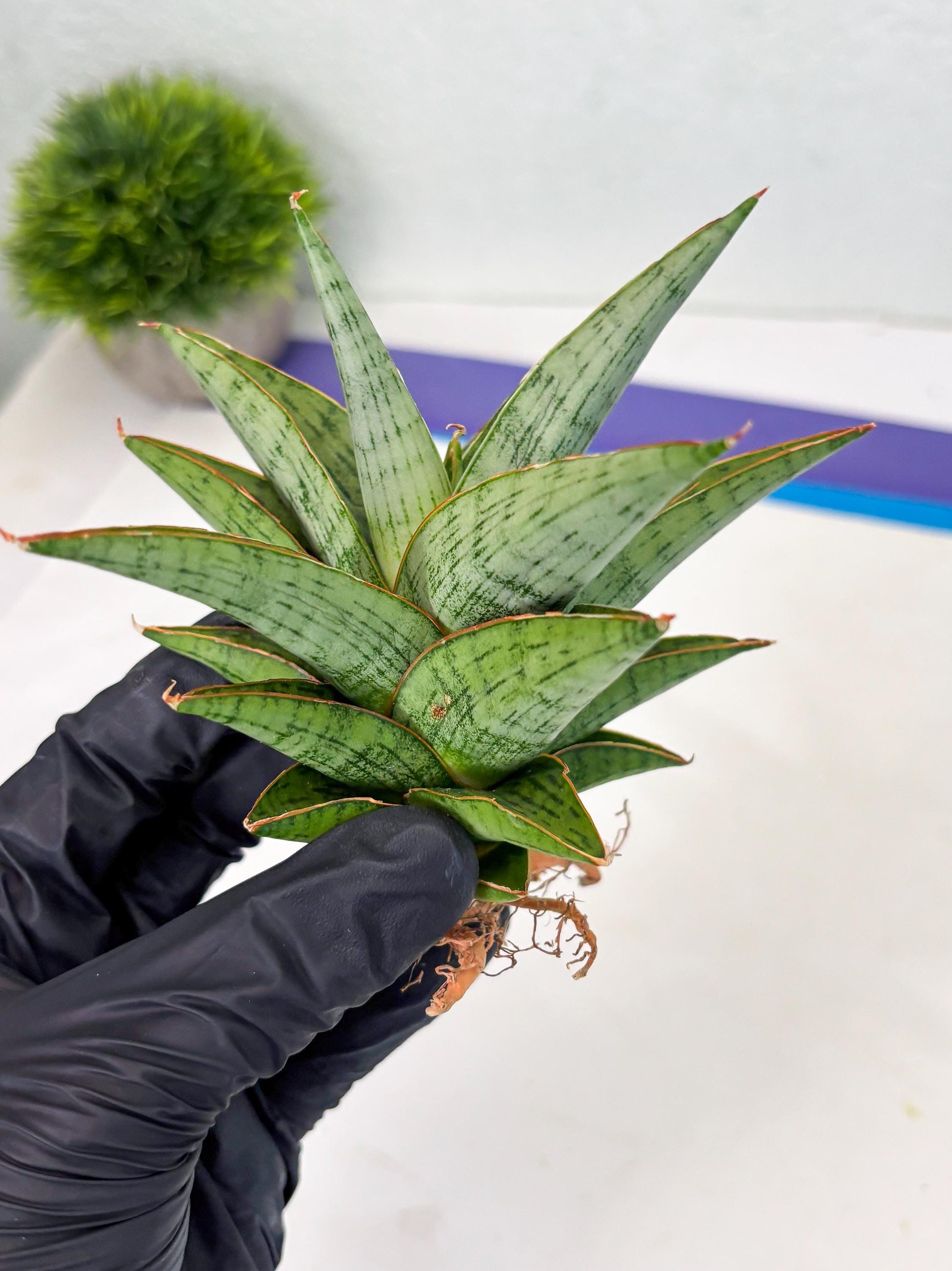 Sansevieria Liwa (Ha2) (17) | Imported