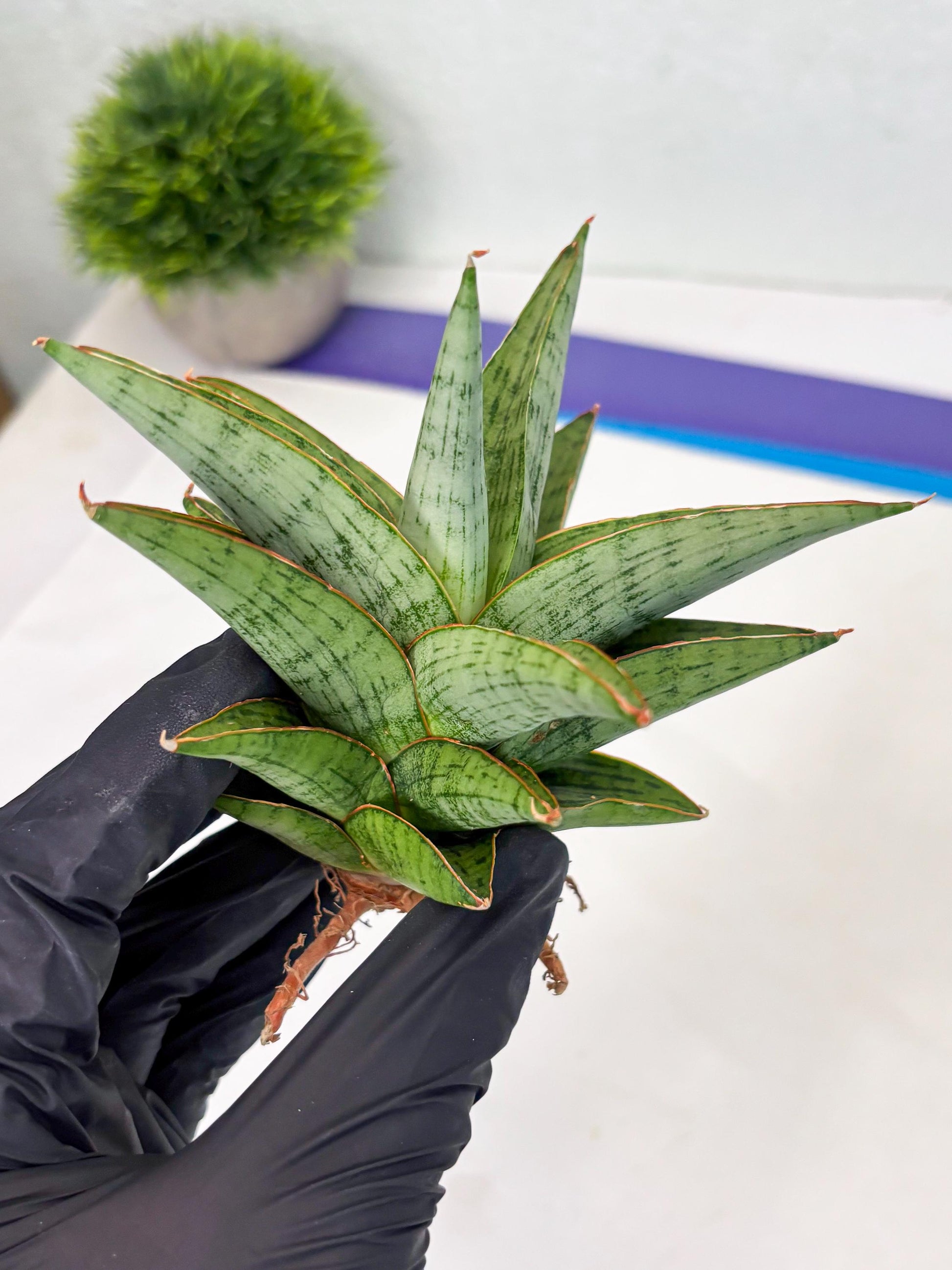 Sansevieria Liwa (Ha2) (17) | Imported